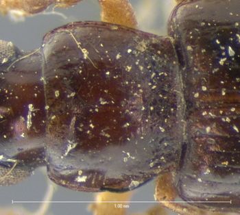 Media type: image;   Entomology 5942 Aspect: pronotum dorsal